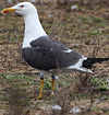 juvenile LBBG in October, ringed in Norway. (131273 bytes)